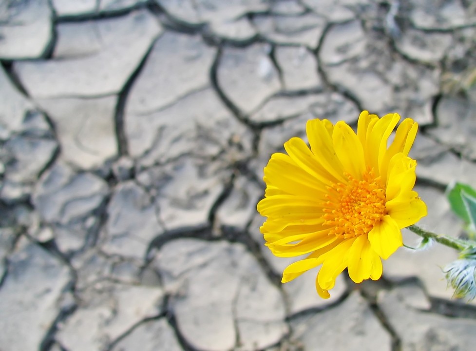 تمرین هایی برای تاب آوری بزرگسالان